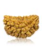 1 Mukhi Rudraksha 26.88 MM