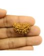 1 Mukhi Rudraksha 26.88 MM