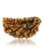 1 Mukhi Rudraksha 30.08 MM
