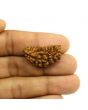 1 Mukhi Rudraksha 30.08 MM
