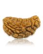 1 Mukhi Rudraksha 29.31 MM