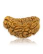 1 Mukhi Rudraksha 29.31 MM