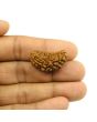 1 Mukhi Rudraksha 29.31 MM