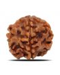 1 Mukhi Rudraksha (Nepal) 18.68 MM