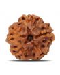 1 Mukhi Rudraksha (Nepal) 18.68 MM