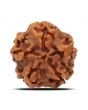 1 Mukhi Rudraksha (Nepal) 18.68 MM