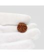 1 Mukhi Rudraksha (Nepal) 18.68 MM