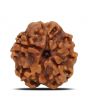 1 Mukhi Rudraksha (Nepal) 18.32 MM