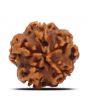 1 Mukhi Rudraksha (Nepal) 18.32 MM