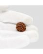 1 Mukhi Rudraksha (Nepal) 18.32 MM