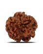 1 Mukhi Rudraksha (Nepal) 17.86 MM