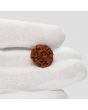 1 Mukhi Rudraksha (Nepal) 17.86 MM
