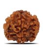 1 Mukhi Rudraksha (Nepal) 18.31 MM
