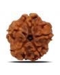 1 Mukhi Rudraksha (Nepal) 18.31 MM