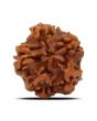 1 Mukhi Rudraksha (Nepal) 18.31 MM