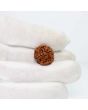 1 Mukhi Rudraksha (Nepal) 18.31 MM
