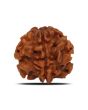1 Mukhi Rudraksha (Nepal) 19.42 MM