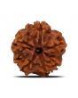 1 Mukhi Rudraksha (Nepal) 19.42 MM