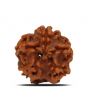 1 Mukhi Rudraksha (Nepal) 19.42 MM