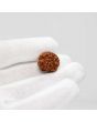 1 Mukhi Rudraksha (Nepal) 19.42 MM