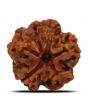 1 Mukhi Rudraksha (Nepal) 19.71 MM