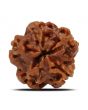 1 Mukhi Rudraksha (Nepal) 19.71 MM