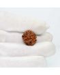 1 Mukhi Rudraksha (Nepal) 19.71 MM