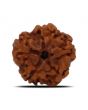 1 Mukhi Rudraksha (Nepal) 17.83 MM
