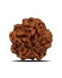1 Mukhi Rudraksha (Nepal) 17.83 MM