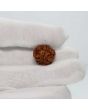 1 Mukhi Rudraksha (Nepal) 17.83 MM