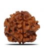 1 Mukhi Rudraksha (Nepal) 18.6 MM
