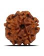 1 Mukhi Rudraksha (Nepal) 18.6 MM
