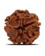 1 Mukhi Rudraksha (Nepal) 18.6 MM