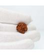 1 Mukhi Rudraksha (Nepal) 18.6 MM