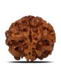 1 Mukhi Rudraksha (Nepal) 18.74 MM