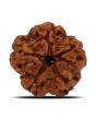 1 Mukhi Rudraksha (Nepal) 18.74 MM