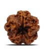 1 Mukhi Rudraksha (Nepal) 18.74 MM