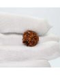 1 Mukhi Rudraksha (Nepal) 18.74 MM