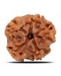 1 Mukhi Rudraksha (Nepal) 18.8 MM