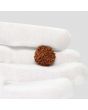 1 Mukhi Rudraksha (Nepal) 18.8 MM