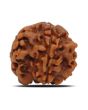 1 Mukhi Rudraksha (Nepal) 20.11 MM