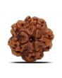 1 Mukhi Rudraksha (Nepal) 20.11 MM