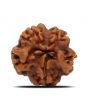 1 Mukhi Rudraksha (Nepal) 20.11 MM
