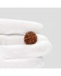 1 Mukhi Rudraksha (Nepal) 20.11 MM