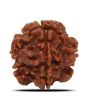 1 Mukhi Rudraksha (Nepal) 17.58 MM