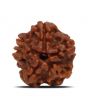 1 Mukhi Rudraksha (Nepal) 17.58 MM
