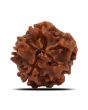 1 Mukhi Rudraksha (Nepal) 17.58 MM