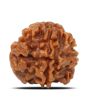 1 Mukhi Rudraksha (Nepal) 17.84 MM