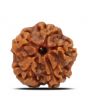 1 Mukhi Rudraksha (Nepal) 17.84 MM