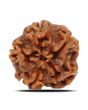 1 Mukhi Rudraksha (Nepal) 17.84 MM